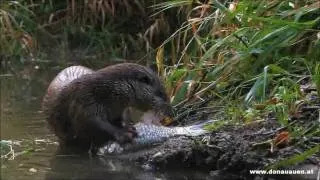 Eurasiatischer Fischotter im Nationalpark Donau-Auen - Lutra lutra