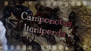 Camponotus ligniperda, énorme développement!!! (C’est pas vrai ^^)