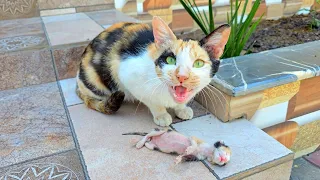 The man fed a stray mother cat for over two weeks and as a reward, it brought its 6 kittens to him.