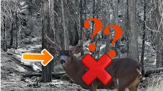WHAT'S WRONG WITH D ZONE??? Hunting D3-5 in California PUBLIC LAND || CACCIA OUTDOORS