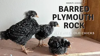 Barred Plymouth Rock: 5-Week-Old Chicks