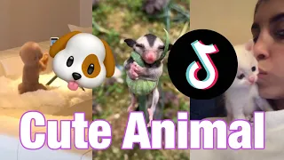 Cute Animal TikToks (TikTok compilation 2020)
