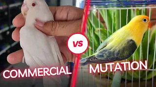 Commercial VS Mutation?