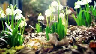 Amazing Nature Full HD 1080p :Time Lapse