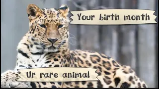 Your birth month ur rare animal