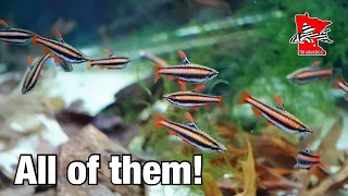 Fish Room Tour - All 37 Fish Tanks