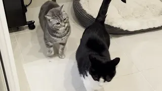 Sneak Cat Attack (Warning: Very Loud)