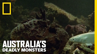 The World's Most Venomous Fish | Australia's Deadly Monsters
