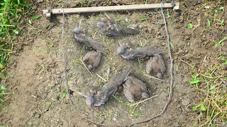 RATUSAN BURUNG TEKUKUR KENAK //DENGAN MENGUNAKAN JERAT DARI KAYU._BIRY TRAP