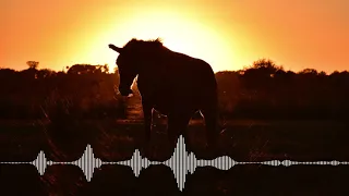 VIER PFOTEN Podcast Episode 2 - Wo die wilden Pferde leben: Geburtenkontrollprogramm im Donaudelta