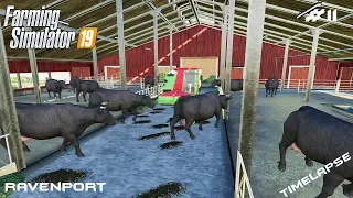 Feeding animals and selling products | Animals on Ravenport | Farming Simulator 19 | Episode 11