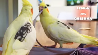 I woke my cockatiel up at 6am to give him an unforgettable birthday party