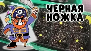 КОРОНАВИРУС ДЛЯ РАССАДЫ - ЧЕРНАЯ НОЖКА! НЕ ДАЙТЕ РАССАДЕ ПОГИБНУТЬ.