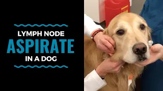 Lymph Node Aspirate in a Dog