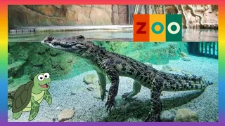 Зоопарк Животные ПРЕСМЫКАЮЩИЕСЯ#zoo #зоопарк #длядетей #животные #рептилии #starkidsayka #baku