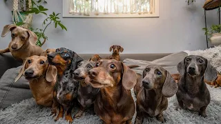 1 Hour of Funny Miniature Dachshund dogs instagram videos 2021| Enjoys with Funny Dachshunds