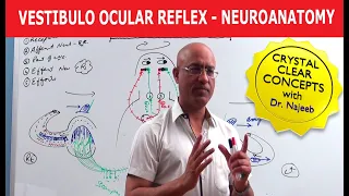Vestibulo Ocular Reflex - Neuroanatomy