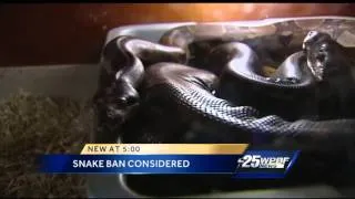 FWC considering ban on certain snakes as pets in Florida