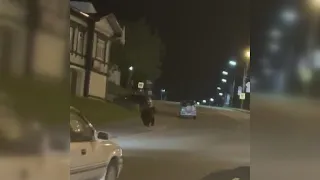 В центр Петропавловска вновь вышел медведь