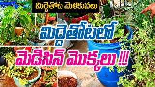 Medicinal Plants in Terrace Garden || Sai Leela || Hyderabad || Rytunestham