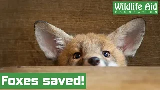 Baby fox cubs given a second chance in the wild!