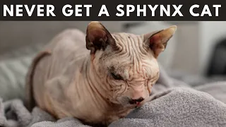 12 Reason You Should Never Ever Get A Sphynx cat