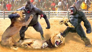 The Scary Gorillas! Even the Lion King must fall before the power of the Gorilla