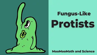 Fungus-like Protists