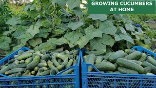 Amazing Idea to Grow Cucumbers at Home (Part ІІ)