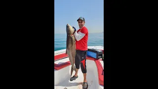 23.5kg Cobia (Seekel) Fishing in Abu Dhabi صيد سمكة كوبيا (سكل أو سجل) ٢٣،٥ كج في أبو ظبي