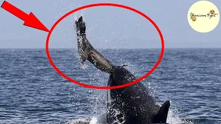 An Amazing Killer Whale 🐋🐋🐋 Hunting May Shock You!!!