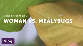 Get Rid of Mealybugs — Vlog 003