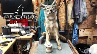A message from Buddy, the coyote, about Top Dog Predator Bait