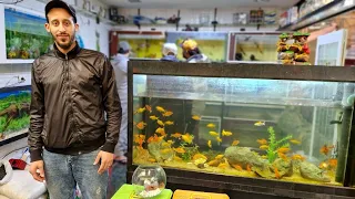 زيارة عند حسن🔥عشاق أسماك الزينة أجيو نتولعو ونتعرفو على أتمنة الأسماك لوازم ومعدات +معلومات فرجة ممت