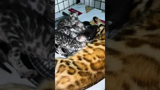 Cute Kitten Enjoying Mommy's Milk | Breastfeeding Time