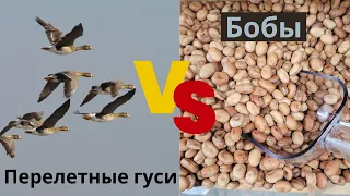 RU Why you should drill/plant broad beans with Claydon Drill in Latvia