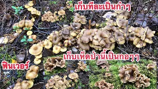 🍄30/10/19🍄 เก็บเห็ดดำป่านี้เป็นกลุ่มๆ เก็บทีละเป็นกอบเป็นกำฟินเวอร์บอกเลย 🍄Mushrooms🍄