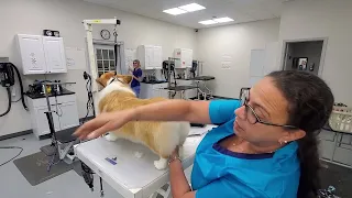 Silhouette grooming of fluffy Corgi.