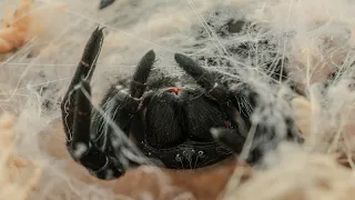 Gandanameno sp feedings and macro pictures. Velvet spider goodness.