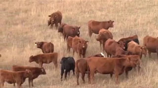 How Beef Goes from Pasture to Plate