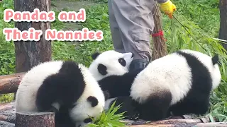 【Panda Billboard】Episode193 Stories Of Pandas With Their Nannies | iPanda