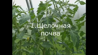 Нехватка кальция у томатов