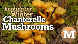 Winter Chanterelle Mushroom Hunting, Identification ID, How to Find, Harvest & Cook