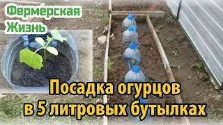 Посадка огурцов в 5 литровых бутылках