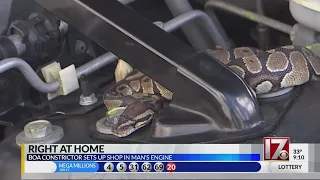 VIDEO: Man shocked to find huge snake in SUV's engine area