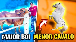 O MAIOR BOI DO MUNDO   x   MENOR CAVALO DO MUNDO!