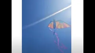 Chico Kite Day - My FAVORITE Clips of the Day! 🪁🐲🦋🦄