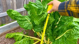 Winter Garden Tour - Austin Texas Zone 9a - Growing Romaine Lettuce, Cilantro, and Swiss Chard