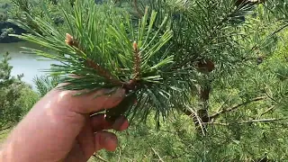 Збруч, Мартинківське водосховище.