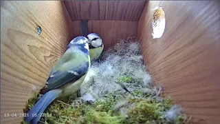 19th April 2021 - Blue tit nest box live camera highlights